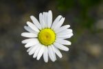 Daisy Stock Photo