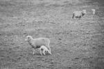 Sheep On The Farm During The Day Stock Photo