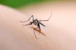 Mosquito In Nature Stock Photo