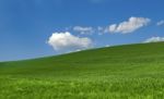 Green Field Stock Photo