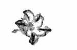 Sketch Of A Flower Stock Photo