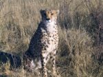 Cheetah In Namibia Stock Photo