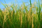 Paddy Rice Stock Photo