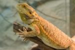 Central Bearded Dragon (pogona Vitticeps) Stock Photo