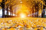 Fallen Leaves On A Street In Autumn Stock Photo