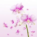 Orchid Stock Photo