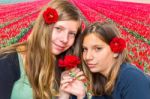 Two Girls With Red Roses In Front Of Tulip Field Stock Photo