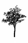 A Silhouette Tree Is Isolated On White Stock Photo