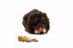 Black Hamster Stock Photo