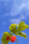 Raspberries Under Sky Stock Photo