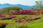 Flower In The Garden With Mountain In Thailand Stock Photo