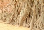 Sandstone Buddha Head Covered Tree Root Stock Photo