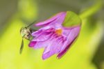 Green Housefly On Pink Lotus Stock Photo