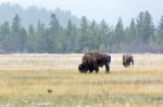 American Bison (bison Bison) Stock Photo