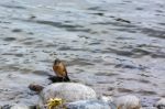 American Robin (turdus Migratorius) Stock Photo