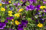 Close-up Of A Window Box Outside A Property In Rusper Stock Photo