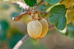 Kiwifruit On The Vine Stock Photo