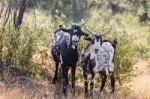 Black And White Goats In A Pasture Stock Photo