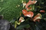 Anthurium-flamingo Flower Bloom In The Garden Stock Photo