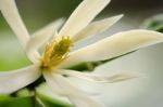 
White Chempaka White Bloom On The Beautiful Aroma Stock Photo