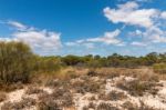 Vegetation On The Sand Dunes Of Ria Formosa Marshlands Stock Photo