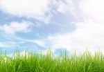 Green Grass And Blue Sky  Stock Photo