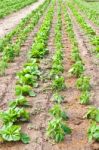 Fresh Chinese Cabbage Stock Photo