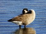 Interesting Pose Of A Canada Goose Stock Photo