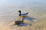 Ducks In The Water In Lake, Spring Sunny Day Stock Photo