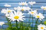 Flowers On Blue Background Stock Photo