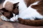 A Cat Sleep Like Lazy Stock Photo