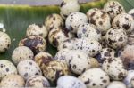 Quail Eggs Stock Photo