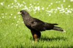 Caracara Stock Photo