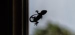 Silhouette Of A Small Gecko Stock Photo