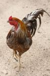 Black Breasted Red Cubalaya Rooster Stock Photo