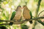 Two Colourful Doves Resting Outside On A Branch Stock Photo