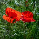 Poppies Flowering In Ronda Spain Stock Photo