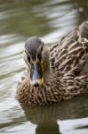 Mallard Duck Stock Photo