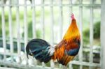 Rooster On Nature Background And White Fence Stock Photo