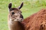 The Llama's Close-up With The Grass Background Stock Photo