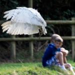 Snowy Owl (bubo Scandiacus) Stock Photo