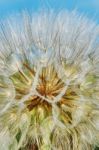 Dandelion Closeup Stock Photo