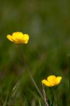 Creeping Buttercups (ranunculus Repens) Stock Photo