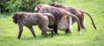 Gelada Baboon (theropithecus Gelada) Stock Photo