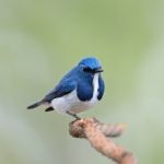 Male Ultramarine Flycatcher Stock Photo