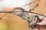 Pruning Fruit Tree - Cutting Branches At Spring Stock Photo