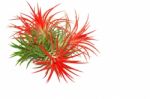 Tillandsia Stock Photo