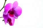 Orchid Flower Stock Photo