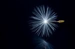 Close Up Of A Dandelion Flowers Stock Photo