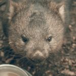 Adorable Large Wombat During The Day Looking For Grass To Eat Stock Photo